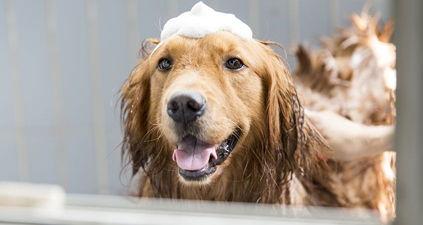 dog in bath with bubbles on head in a loving home