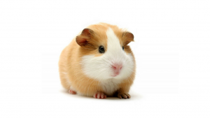 pet-friendly guinea pig