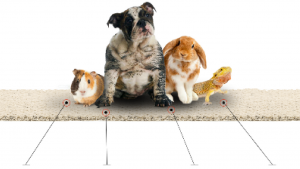 pet-friendly rug with a dog, rabbit, lizard and guinea pig lay on it