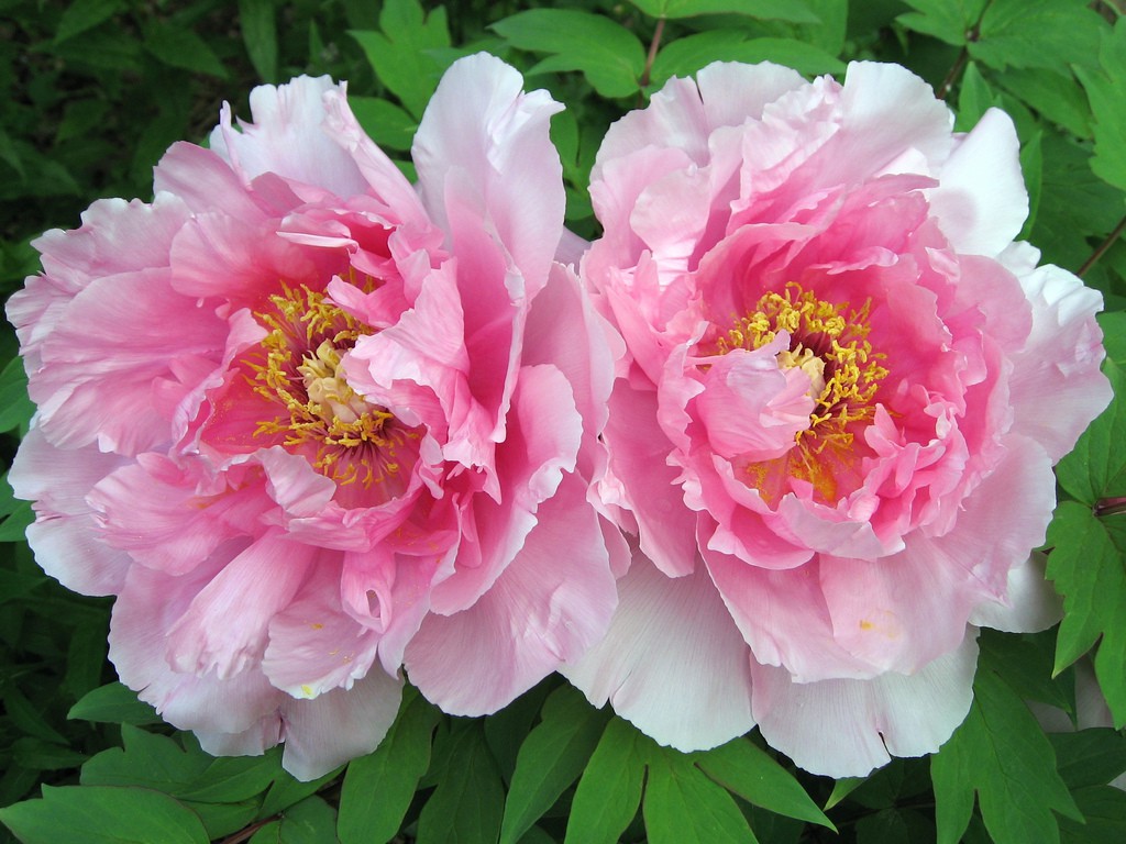 Peony pink flower the RHS Chelsea flower show 2016