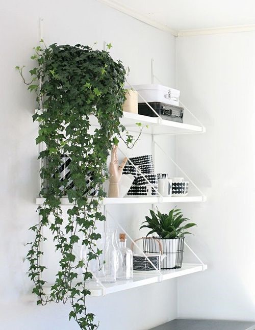 dark green english ivy indoor plants hanging off a white shelf against a white wall