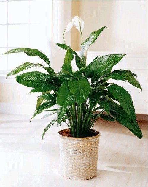 peace lily indoor plants in a beige plant pot