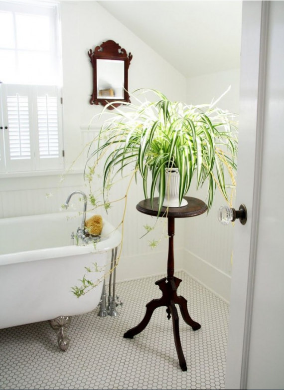spider plant on wooden stand in a white bathroom