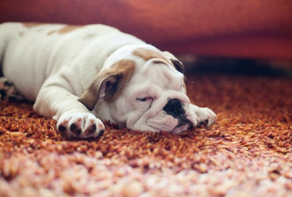 rug allergies with a dog asleep on the rug