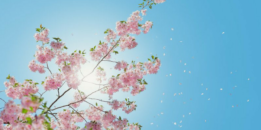 chelsea flower show 2017 banner image