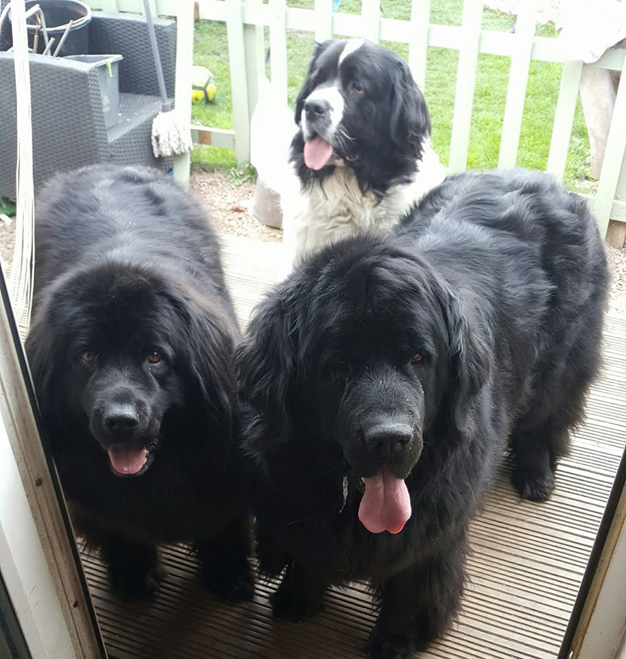 3 large dogs outside on patio decking