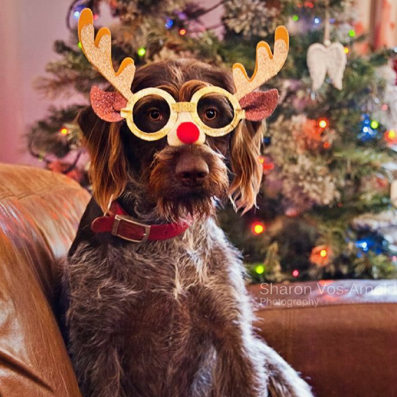 christmas dog with antlers