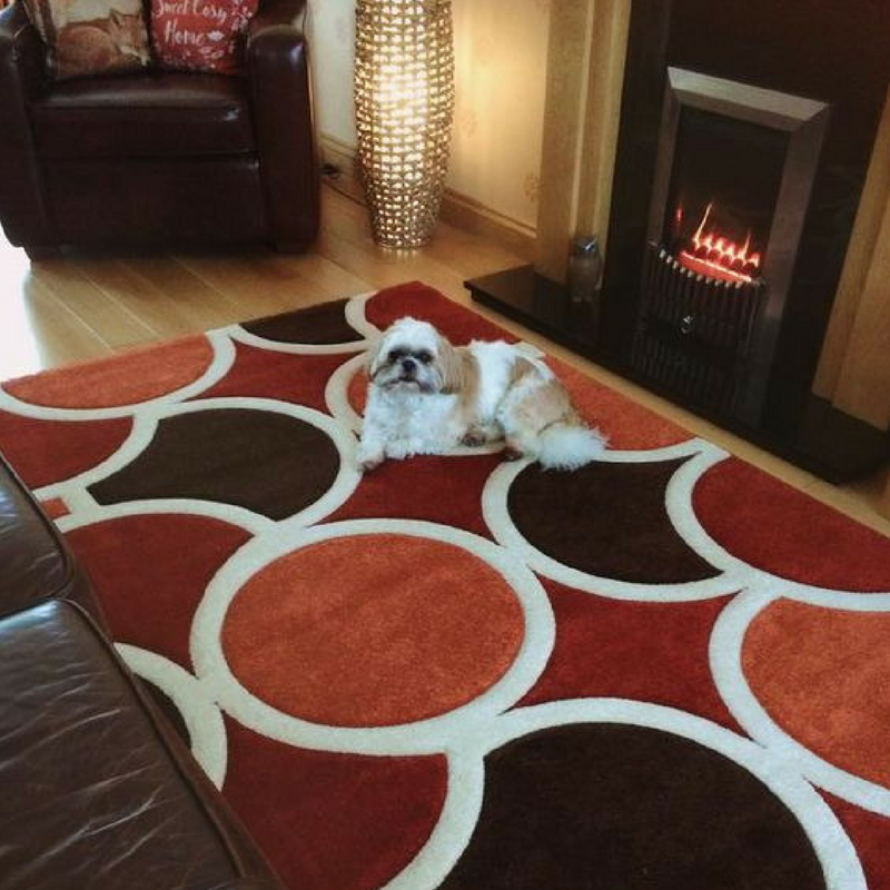 cute dog on an orange rug from the rug seller