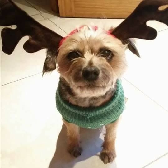 dog with antlers