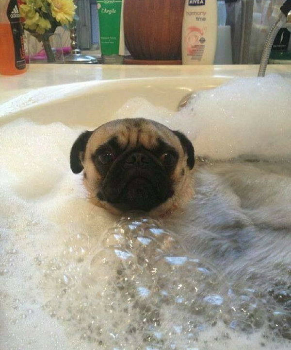 dog in bubble