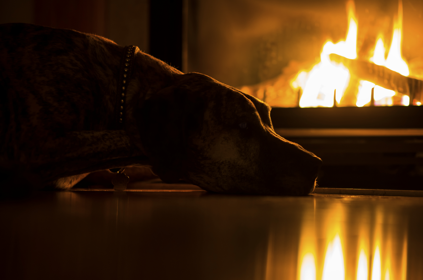 dog next to a fireplaces