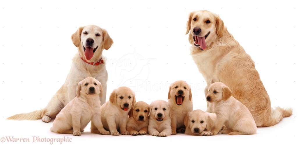 dog family photo