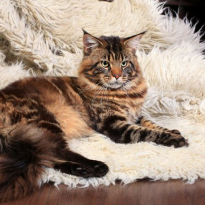 pet-friendly cat lay on a shaggy rug