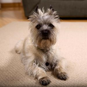 cute dog on a pet-friendly seagrass rug