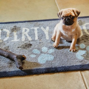 pet-friendly rugs for pets