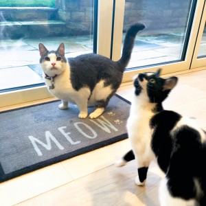pet-friendly cats on a grey rug