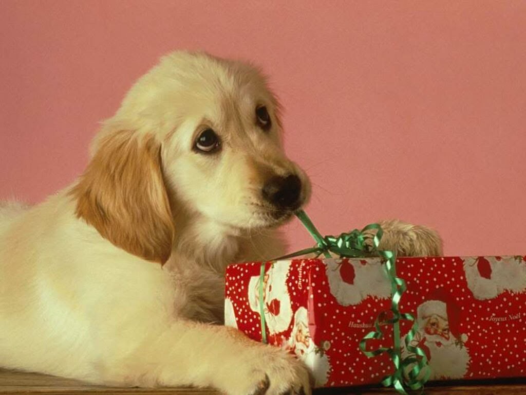 dog opening a present