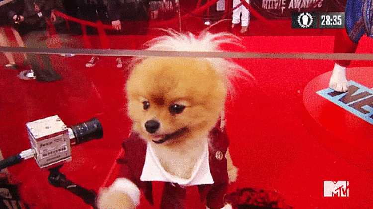 gif of dog on the red carpet