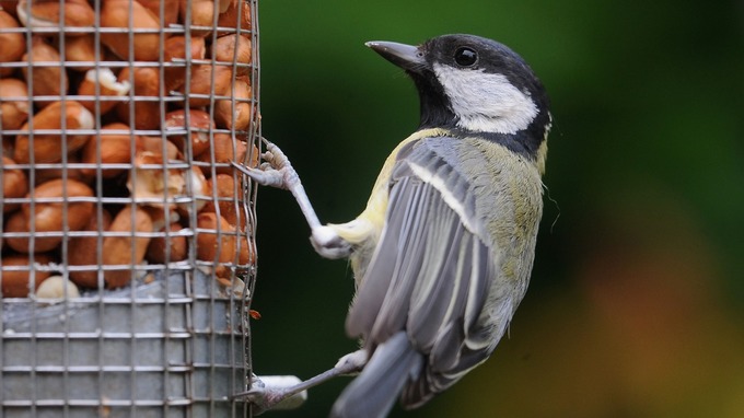 bird eating bird food from a bird feeder