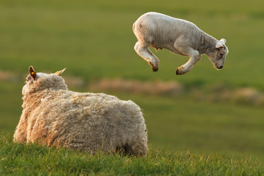 spring lamb jumping over a sheep part 2 