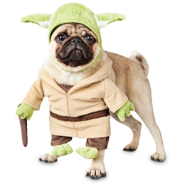 Star Wars May the 4th be with you pug dog dressed up as Yoda