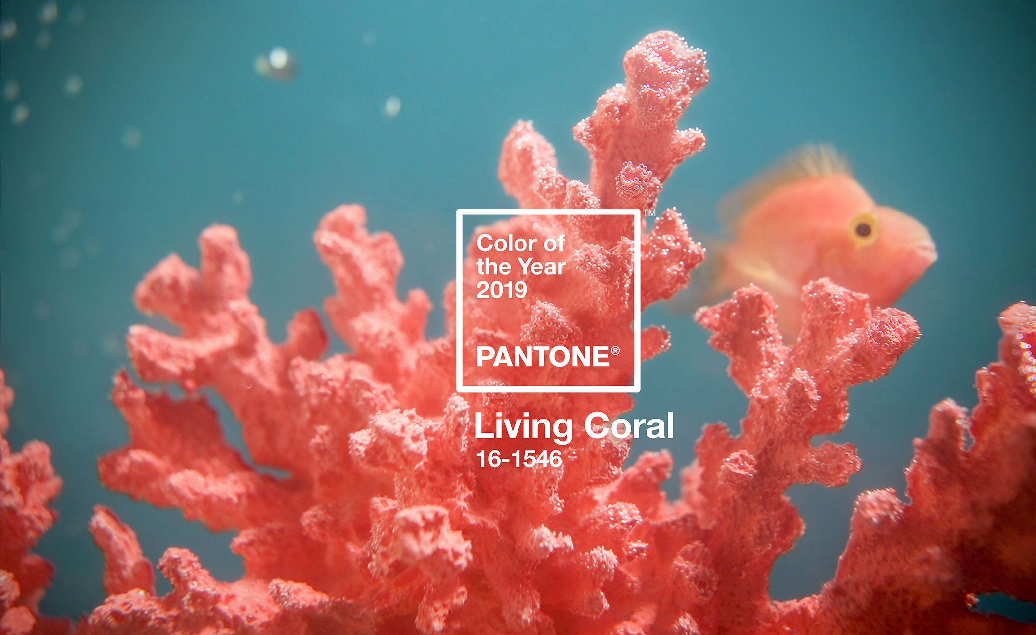 Living Coral | pantone colour of the year